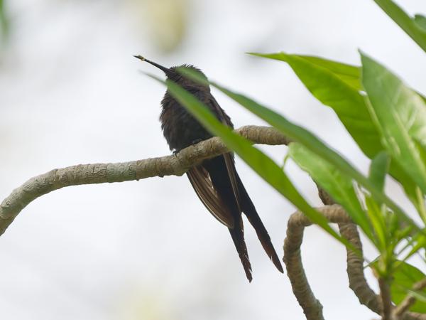 Zwaluwstaartkolibrie (Eupetomena macroura)